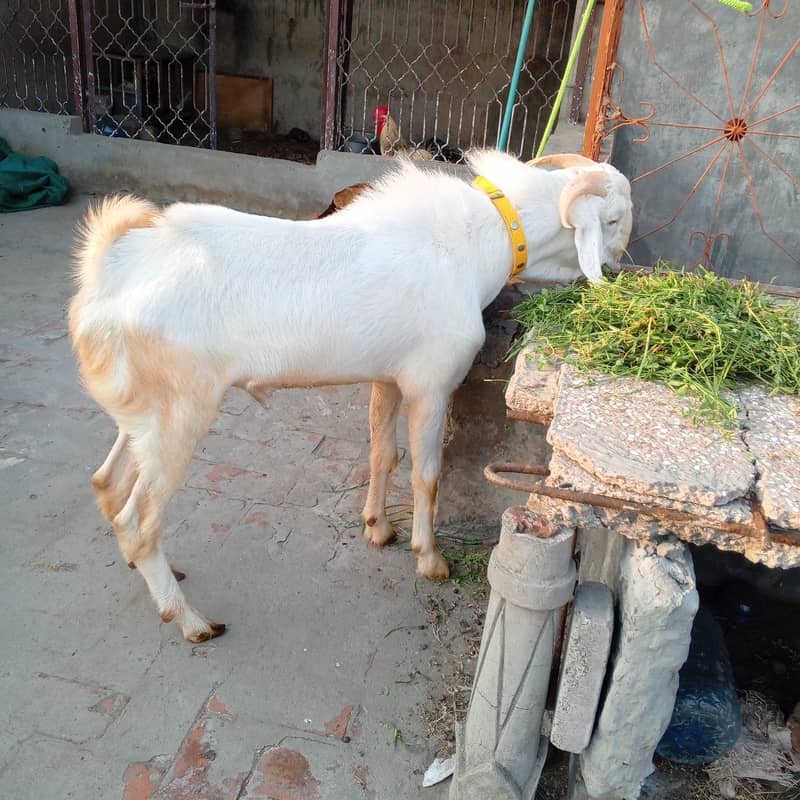 2 dant Bakra 2