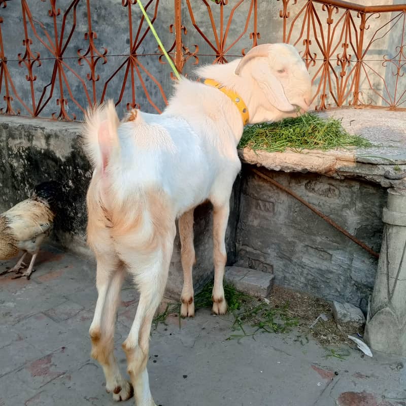 2 dant Bakra 3