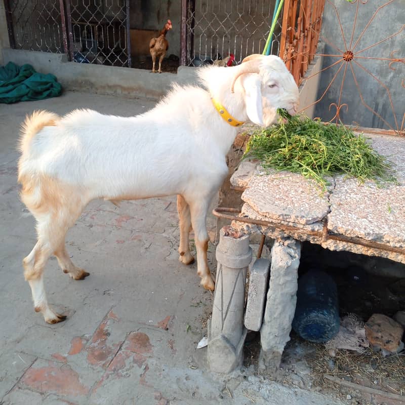 2 dant Bakra 4