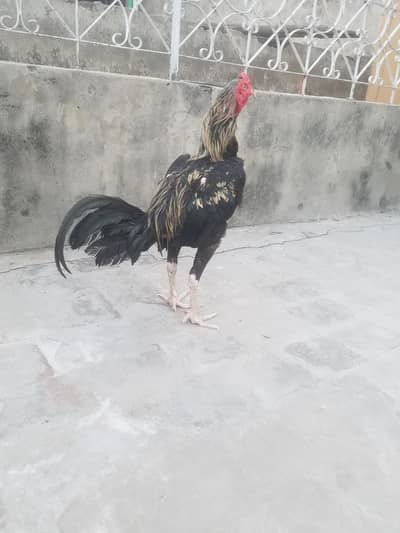 pure aseel burmi x pakoye