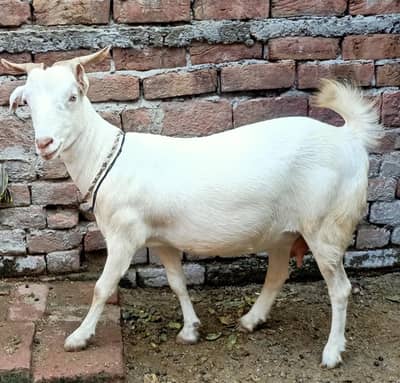 Pure gulabi barbari tadi bakri