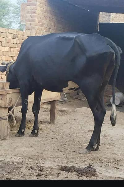 jersey cross cow 7 month confirm pragnent