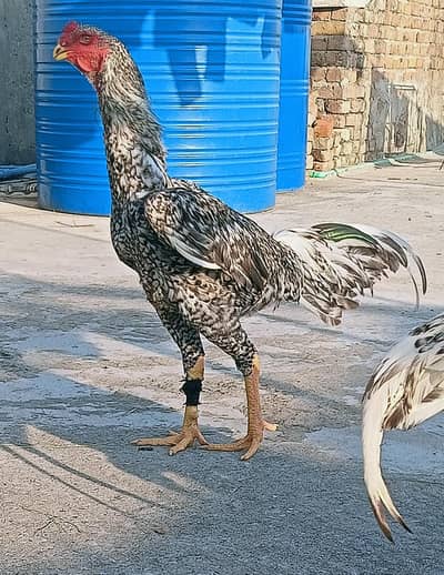 Shamo for sale