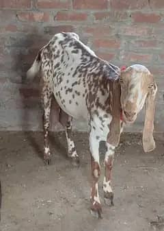 makhi cheeni bakri delivery 12 din