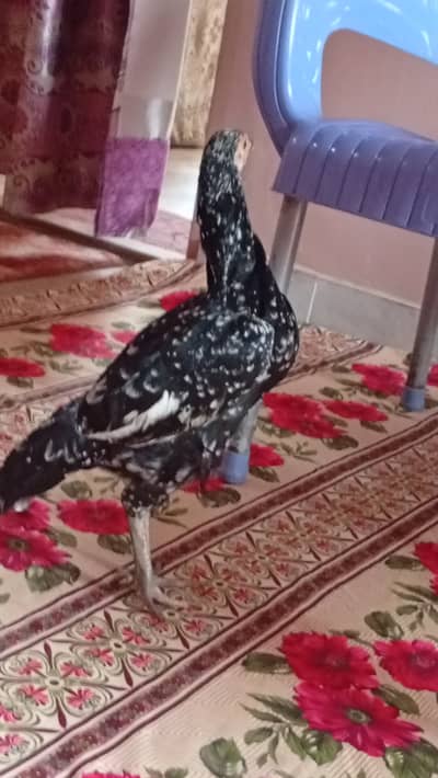 Aseel male and female