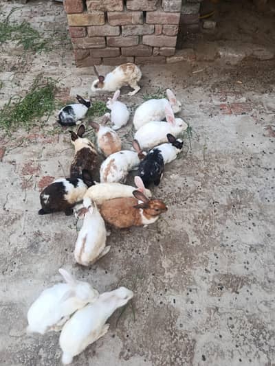 15 Multiple age healthy rabbits