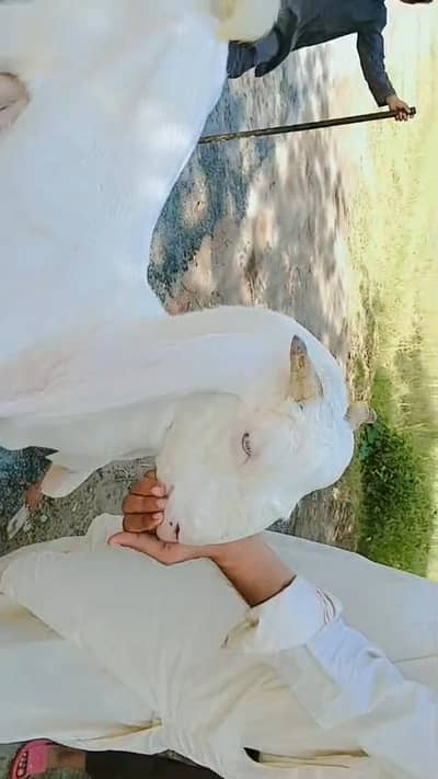 nukri bakriya or breeder bakra
