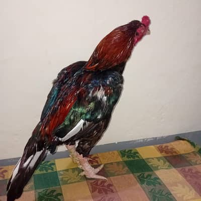 Aseel lakha murga