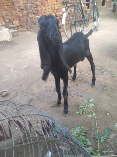 Bakra | amratsari ù| beetal |