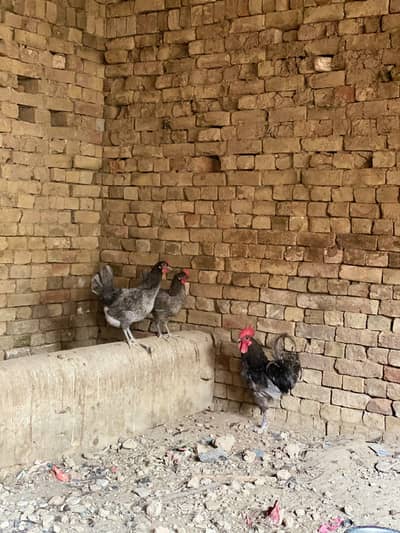 Blue Australop pure breeder set
