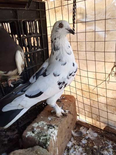 kabutar