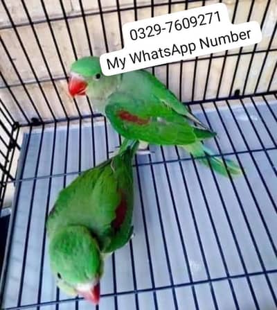 kashmiri raw parrot for urgent sale