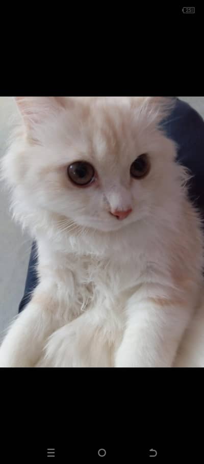 Persian cat