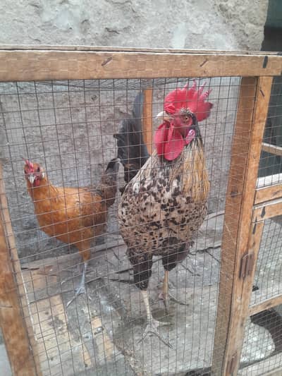 hen hen