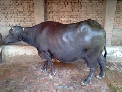 Kundi Bufalow for sale
