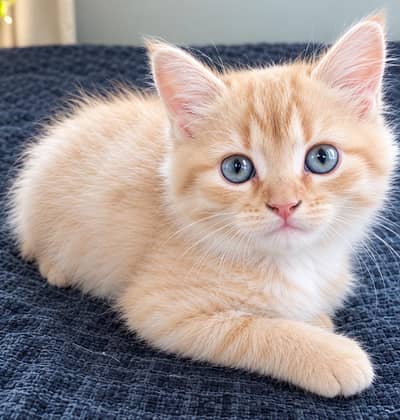 Domestic long hair cat (Ginger cat)