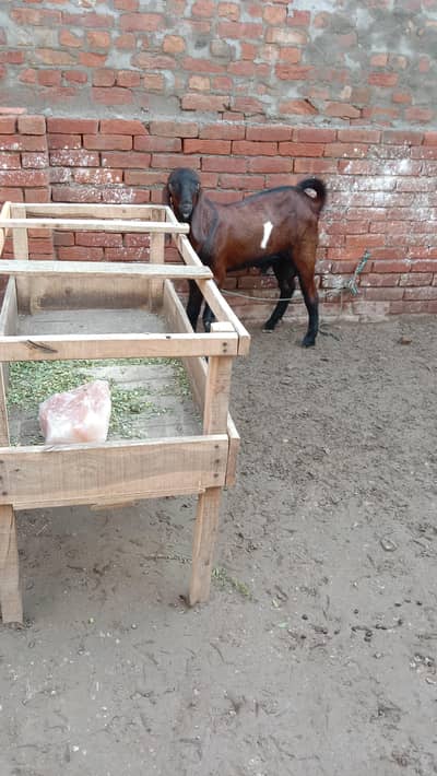 beetal Bakra  for sale breeding ka Liya best ha  interested log rabta