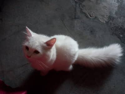 Persian cat 3 code Gray male and white female