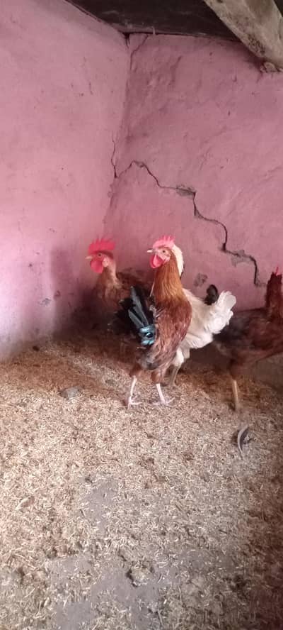 golden misri roosters