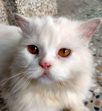 Persian cat home breed 3Coat ball h