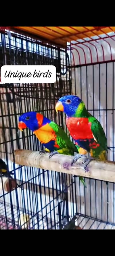 Lorry, yellow, green ringnack, pahari and gray 03402282245