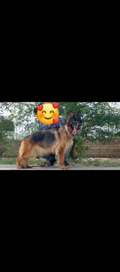 Long coat German shepherd female