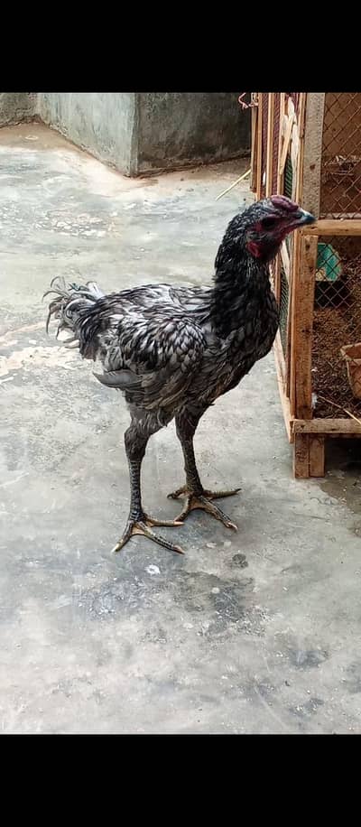 ayam cemani black murgha for sale korangi