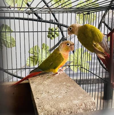 Green Cheek Conure Parrot