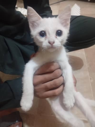 2 female Persian cat baby