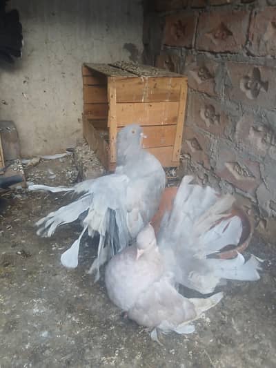amricen fintail pair sale krna han