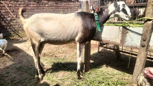 all setup is for sale 2 barbari bakriya 4 other