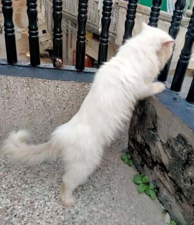 persian cat 3 punch