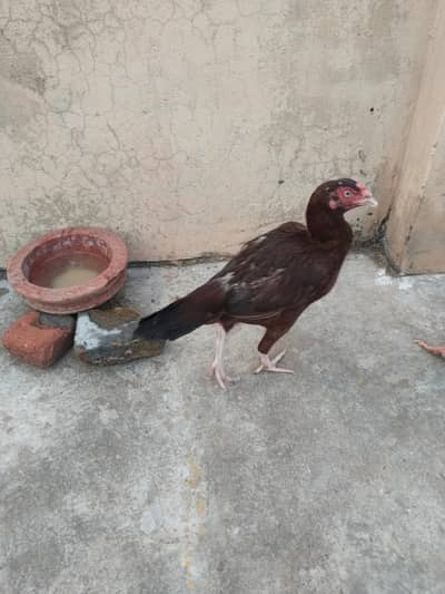 Quality Aseels for sale