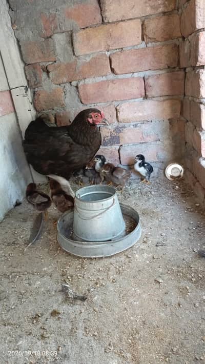 Hen with chicks