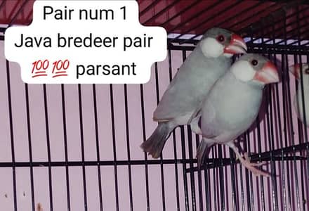 java Finch