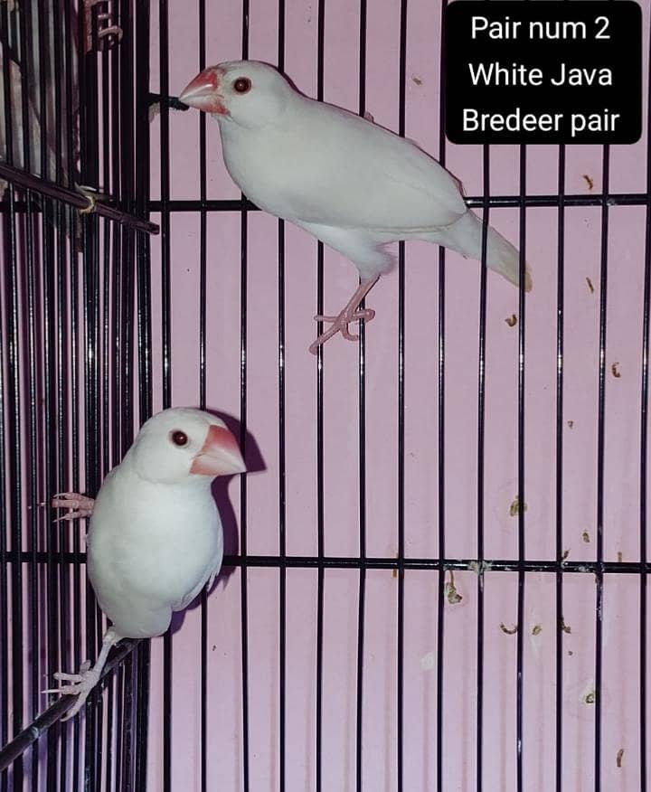 java Finch 1