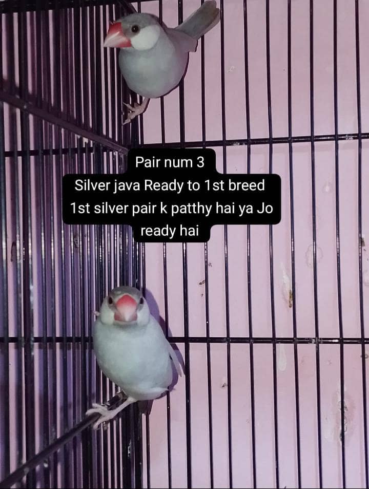java Finch 2