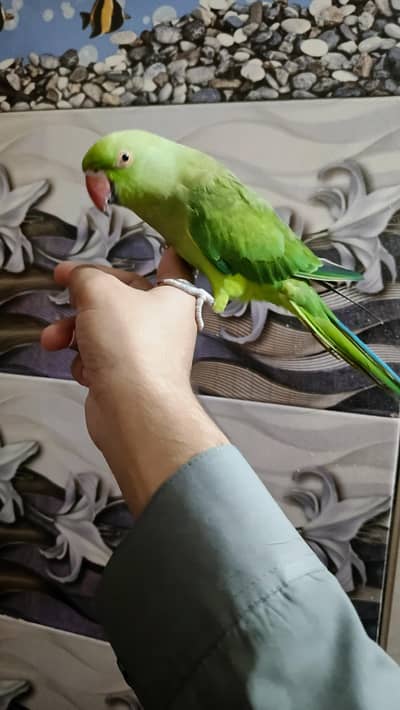 Green RIngneck tame talking female available full heat pe hai female