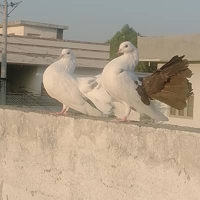 Healthy 1 Year Fantail Pigeon Pair - Pure White with Black Tail