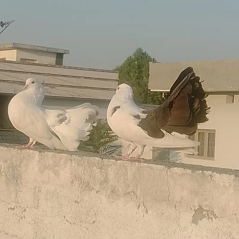 Healthy 1 Year Fantail Pigeon Pair - Pure White with Black Tail — photo 2