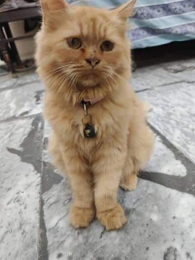 RARE GINGER PERSIAN KITTEN FOR SALE|FEMALE|VACCINATED+DEWORMED+trained