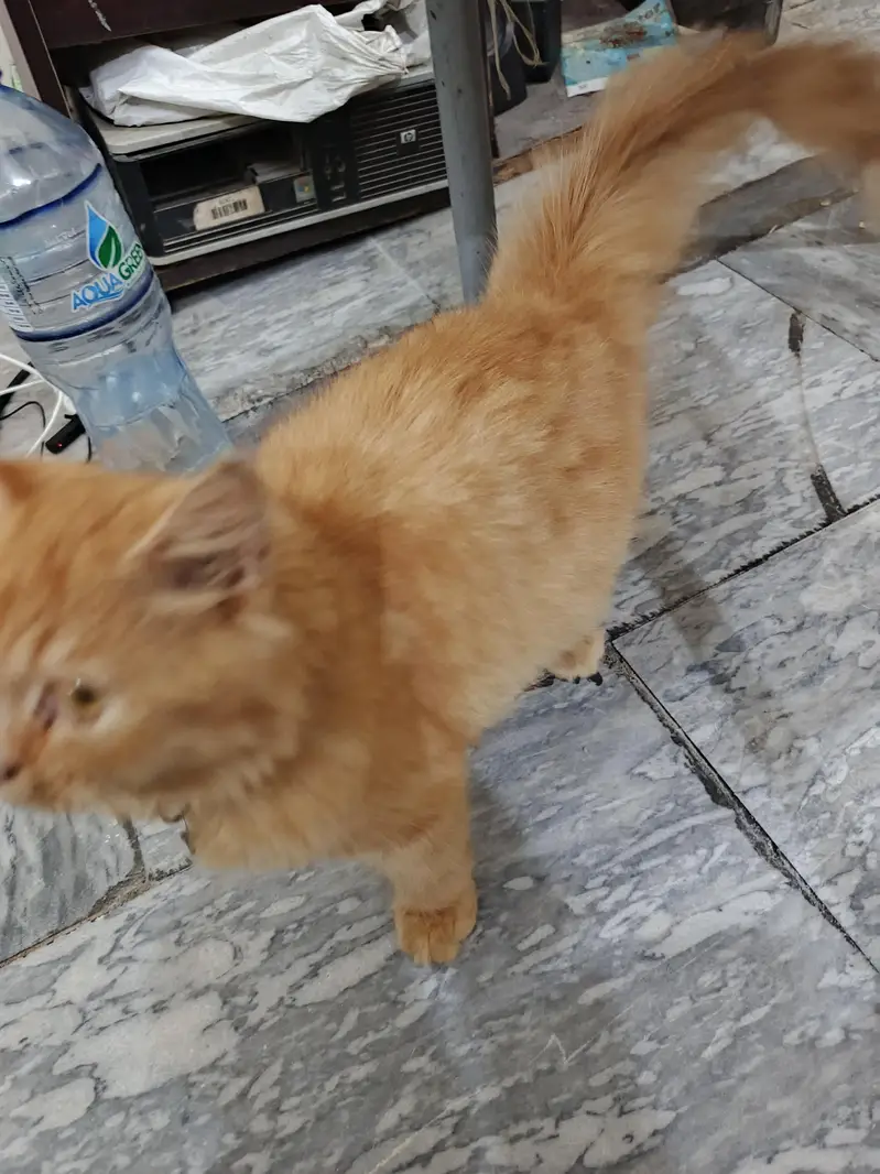 RARE GINGER PERSIAN KITTEN FOR SALE|FEMALE|VACCINATED+DEWORMED+trained — photo 2