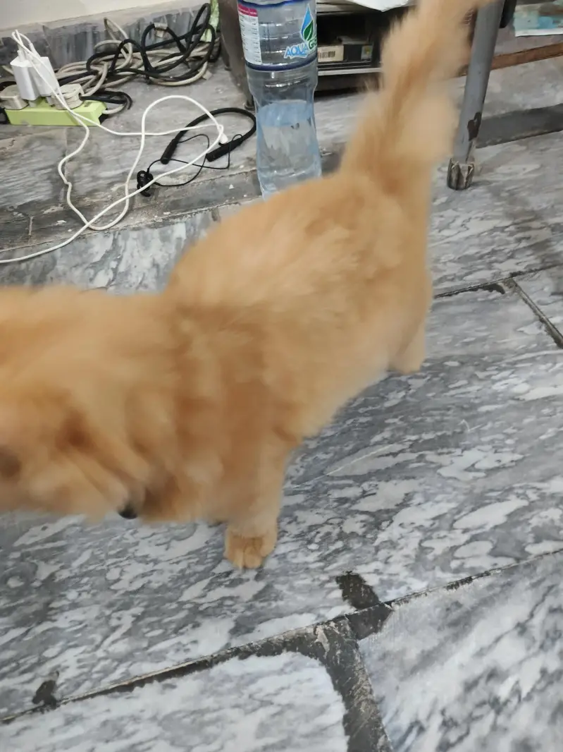 RARE GINGER PERSIAN KITTEN FOR SALE|FEMALE|VACCINATED+DEWORMED+trained — photo 3