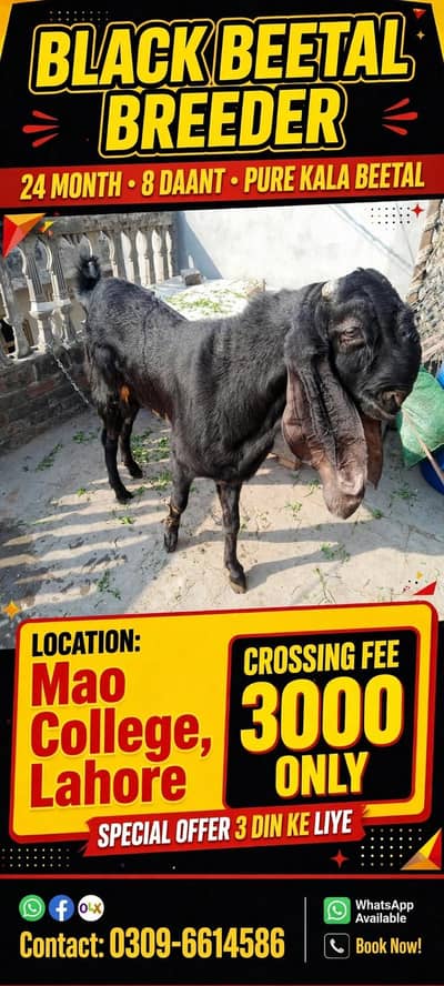 Pure Black beetal 8 dant breeder Mao collage lahore 03096614586