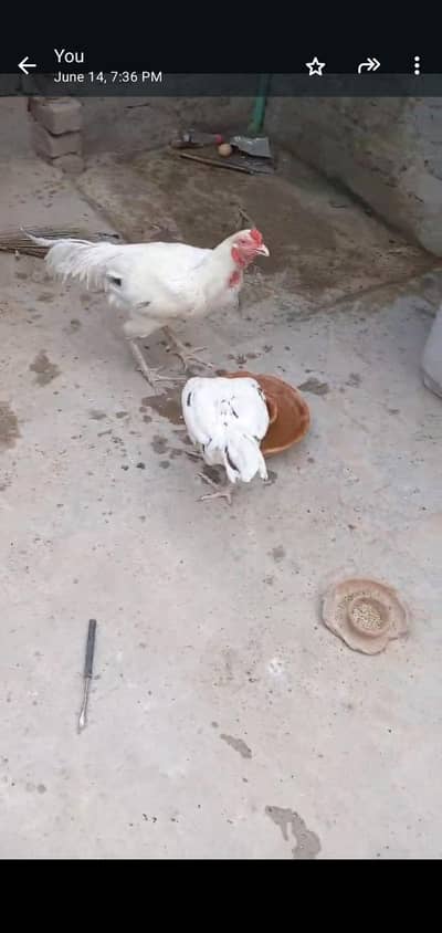 Aseel pair for sale hera