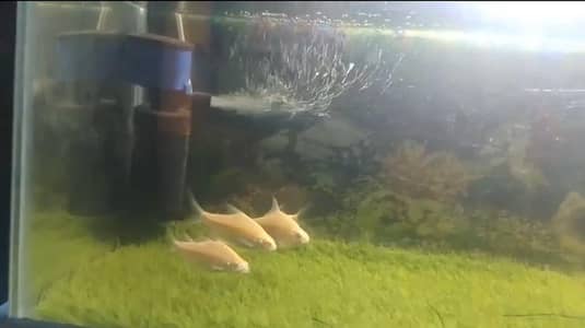 Tinfoil Barbs For Sale (red eyes & red tail)
