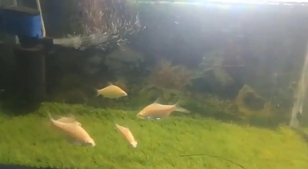Tinfoil Barbs For Sale (red eyes & red tail) — photo 3
