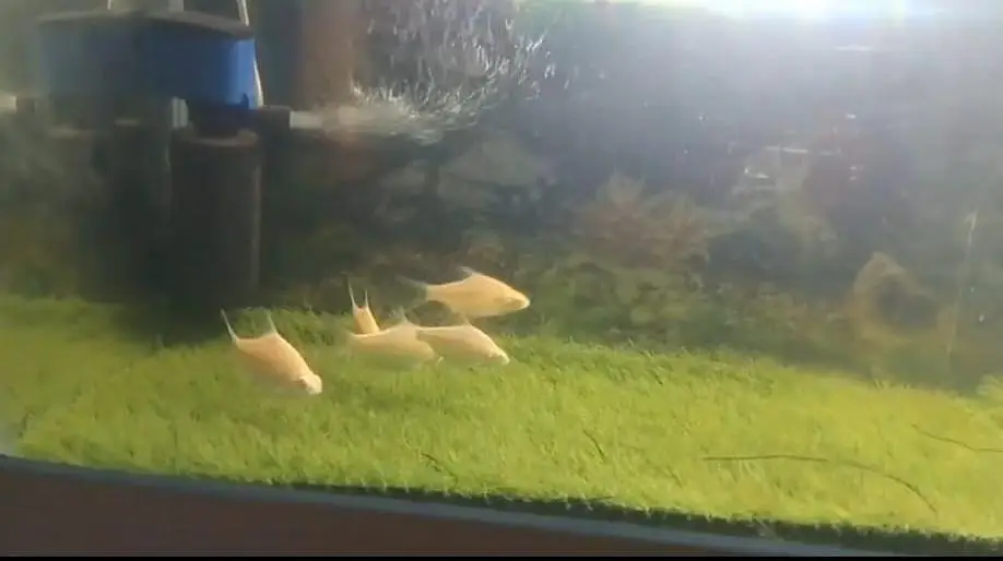 Tinfoil Barbs For Sale (red eyes & red tail) — photo 4