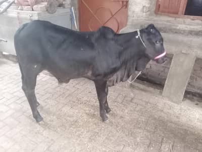 2 bachade for sale 2027 Qurbani ke liye 2  bachon Ki Jodi