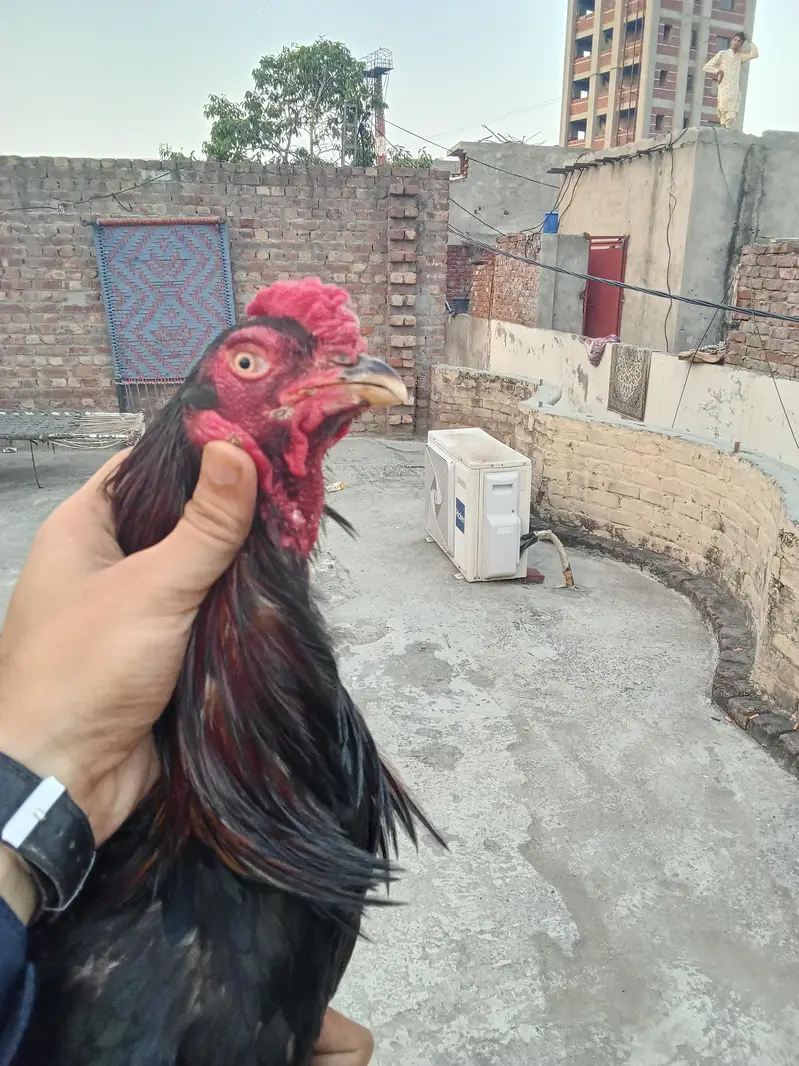 Aseel — photo 4